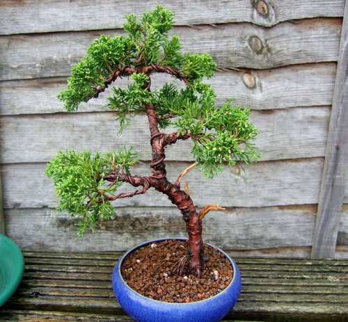 bonsai tree bonzai ficus microcarpa