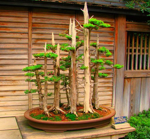 bonsai-tree236