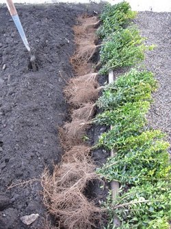 hedge bare-root