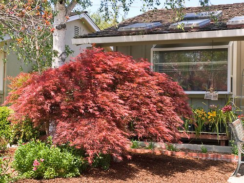 japanese-maple-acer-red