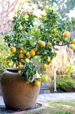 lemon-tree-container-large