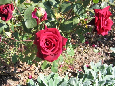 soil rose garden