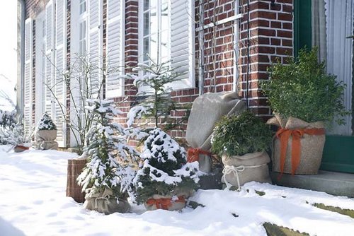 winter protecting plants