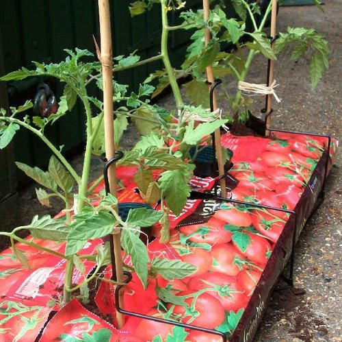 growbags-tomatoes