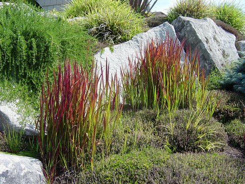 Imperata-cylindrica-grass