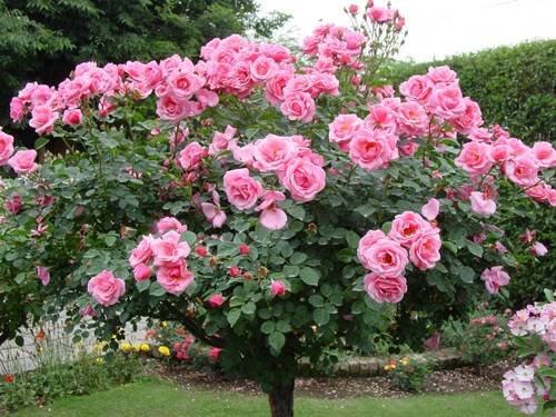 roses-bushes