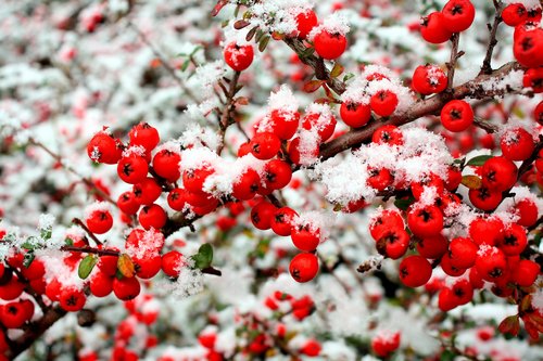 snow-and-berries