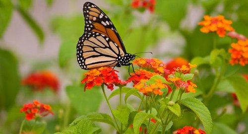 butterfly-garden