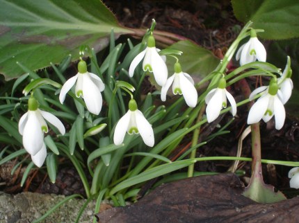 early-spring-flower