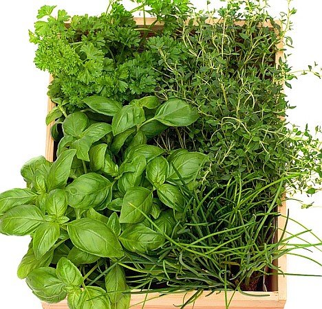 herb-garden1-plants