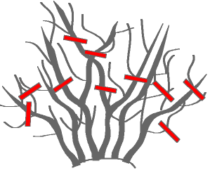 pruning- clematis2