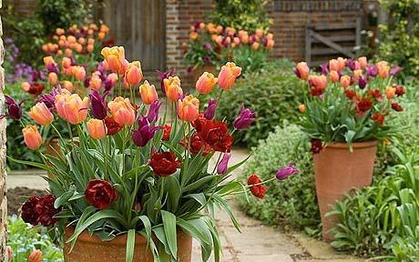 tulips-garden