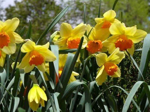 yellow-spring