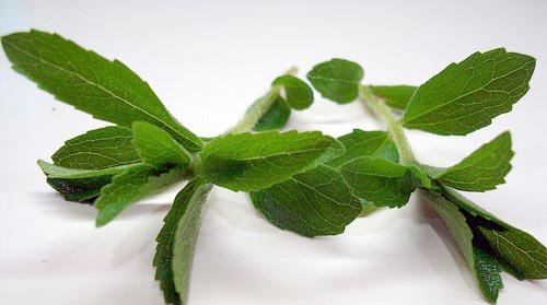 fresh-stevia-leaves
