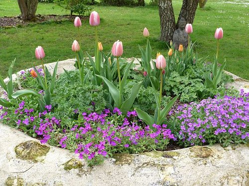 tulip-garden1