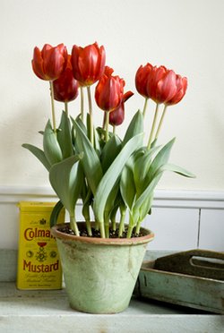 tulip-small1