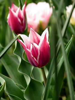 tulip-small5