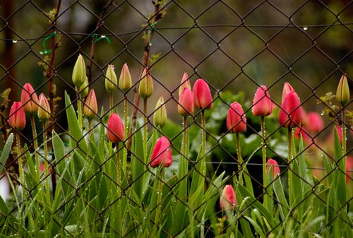 tulips-on-rain