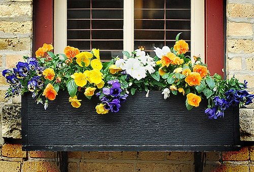 flowers-windows-boxes