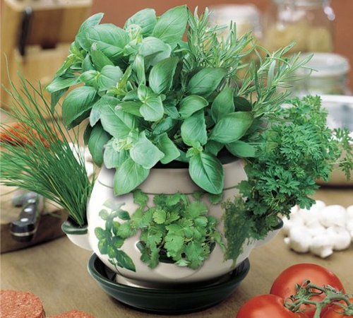 indoor-herbs2
