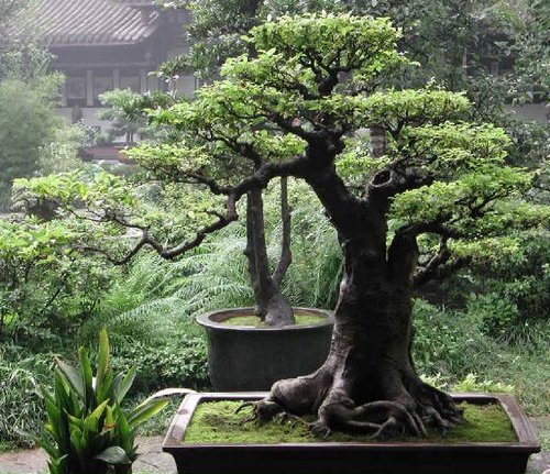 bonsai tree beautiful