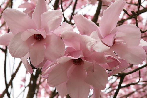 Magnolia sargentii 'Robusta'