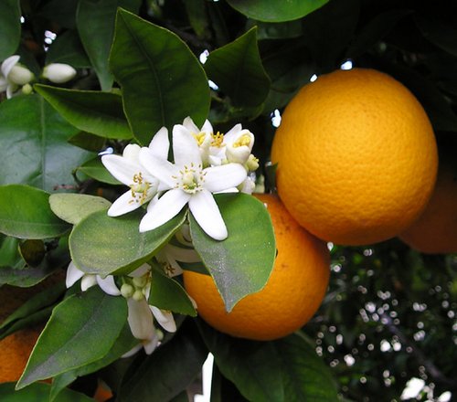 Mandarin citrus reticulata