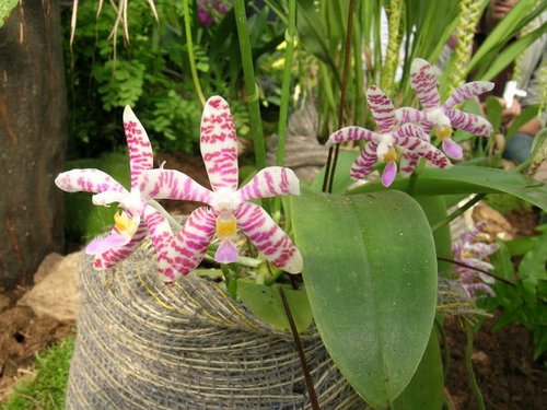 phalaenopsis-sumatrana