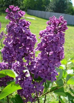 purple-lilac1