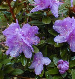 Rhododendron Purple