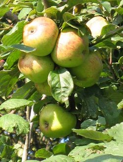 Bramley-apples