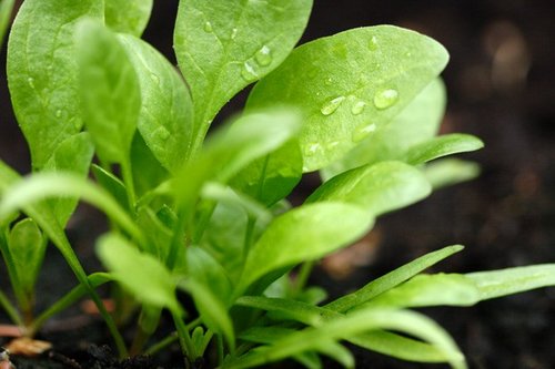 Spinach-plant