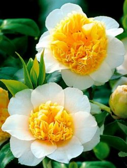 Camellia-japonica1