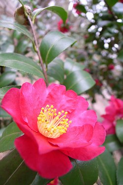 camellia-sas