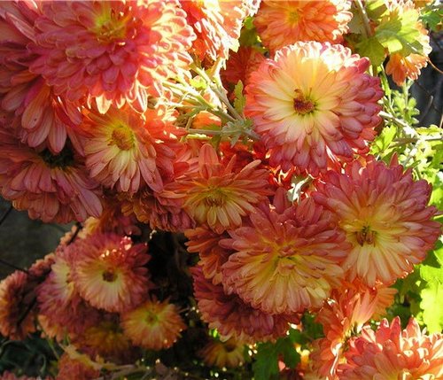 chrysanthemums1