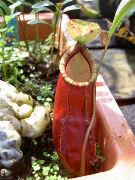 Nepenthes-coccinea