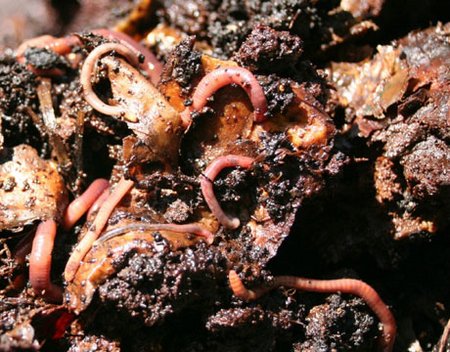 worms-compost