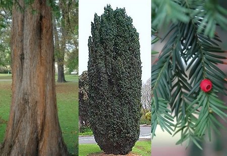 Taxus-baccata1