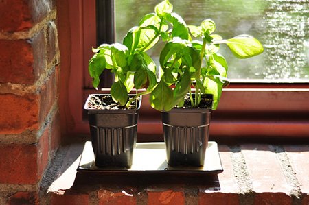 How to Grow Basil Indoors During the Winter