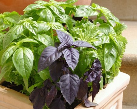 How to Grow Basil Indoors
