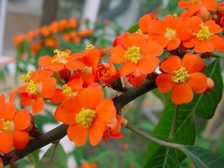 euphorbia-fulgens-flowers