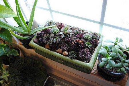 indoor-plants2