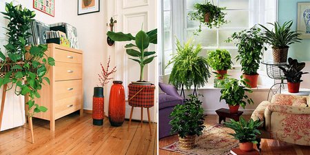 indoor-plants2