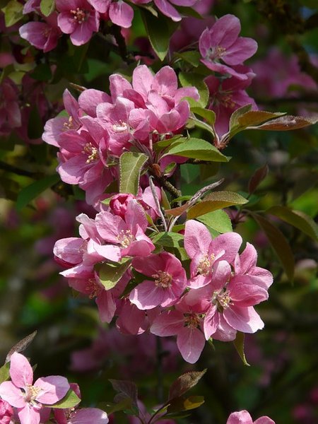 peach-blossom1