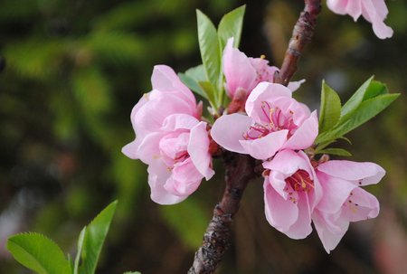 peach-blossom2