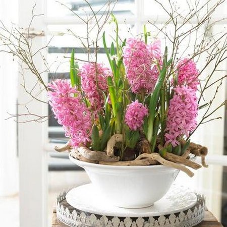 indoor-hyacinth