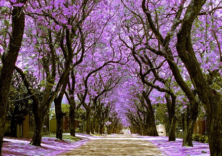 jacaranda-trees-street