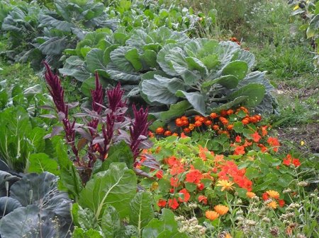 vegetable-garden