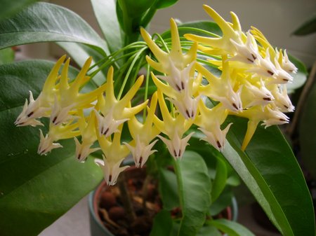 Hoya-multiflora