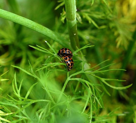 ladybug-on-dill